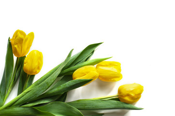 Fresh cut yellow tulips on white background