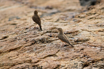 Two beautiful birds waiting for sunset