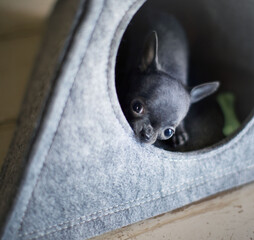 чихуахуа мини голубой 
chihuahua blue