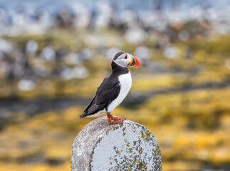 An adult puffin stays on stone on the Farne Islands in England at summer time. UK