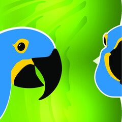 South American blue bird
