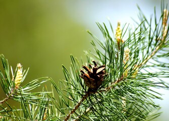 pine cone on a branch
