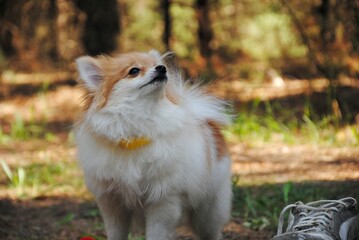 dog in the grass