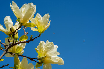 Fototapeta premium yellow flowers of a magnolia