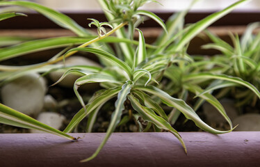 Potted plant natural