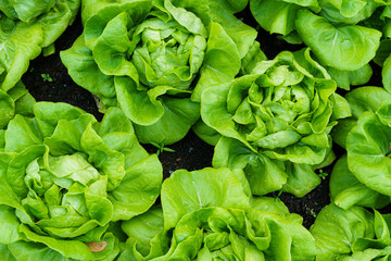 Beautiful organic green Butterhead lettuce or Salad vegetable garden on the soil growing,Harvesting Agricultural Farming.