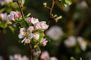 Fototapeta na wymiar Blüten in der Sonne am Apfelbaum