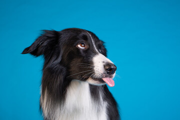 border collie dog studio portrait