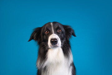 Obraz na płótnie Canvas border collie dog studio portrait
