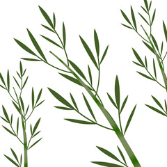 Bamboo on the white background vector