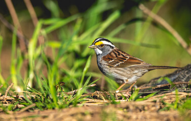A beautiful little White-Throated Sparrow.