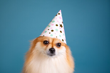 Pomeranian spitz studio portrait birthday cone