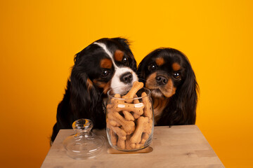 King cavalier Charles spaniel studio portrait treats