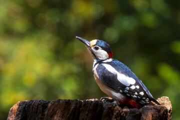 Closeup of a great spotted woodpecker, Dendrocopos major, perched in a forest