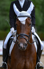 Fototapeta premium rider on horse in equestrian competitions. close-up, front view. dressage or outdoor training