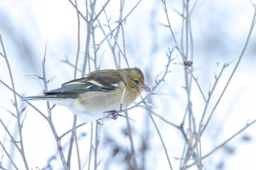 chaffinch female bird, Fringilla coelebs, foraging in snow, beautiful cold Winter setting