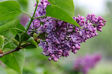 Lush bunch of blooming lilacs in spring