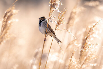 Singing common reed bunting, Emberiza schoeniclus, bird in the reeds on a windy day