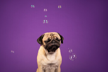 Pug studio portrait with bubbles