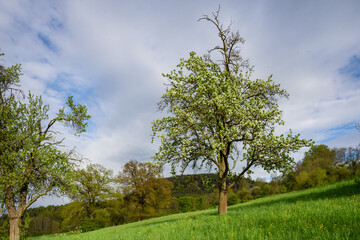 Blühender Apfelbaum auf Wiese vor Wo9lken