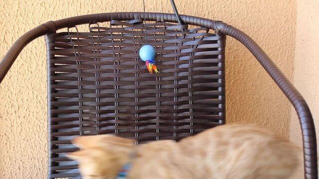 Gato filhote amarelo pulando ou saltando sobre cadeira marrom para pegar um brinquedo.