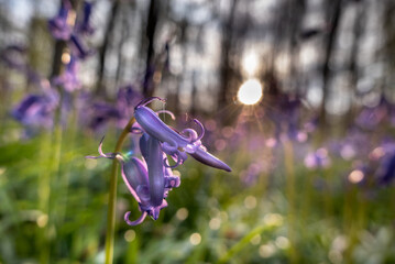 jacinthe des bois