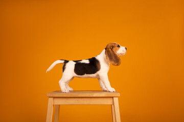 Beagle puppies studio photography