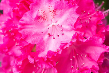 Many fuchsia flowers Rhododendron, beautiful background.