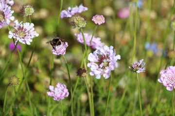 Hummel / Bumble Bee / Bombus