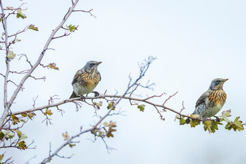 Fieldfare, Turdus pilaris, eating berries