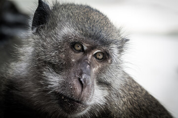 Obraz premium Monkey island thailand