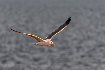 Seagull flying at sea at sunset. Golden hour lighting.