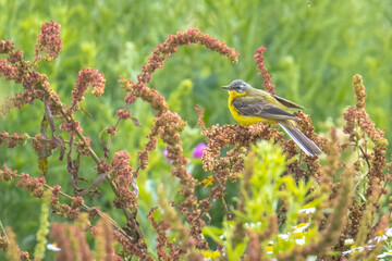 Closeup of a male western yellow wagtail bird Motacilla flava singing