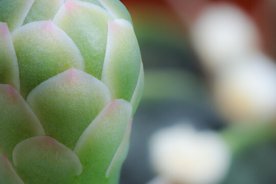 Macro detail shot of green cactus bud plant in the garden with soft color tone with available copy space. Isolated in blurred background. Flower bud textured.