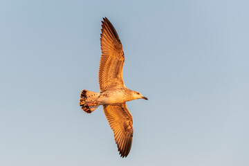 Seagull flying at sea at sunset. Golden hour lighting.