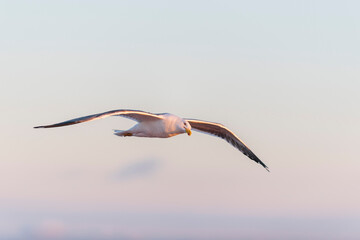 Fototapeta na wymiar Seagull flying at sea at sunset. Golden hour lighting.