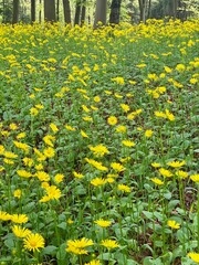 Doronicum orientale, Leopard's Bane, spring flowers in a forest.