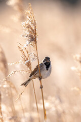 Singing common reed bunting, Emberiza schoeniclus, bird in the reeds on a windy day