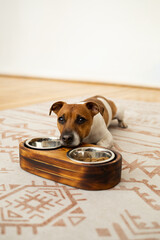 Jack Russel terrier with dog bowls interior photo