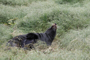 Neuseeländischer Seebär / New Zealand fur seal / Arctocephalus forsteri