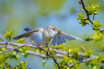Willow warbler bird, Phylloscopus trochilus, perched.