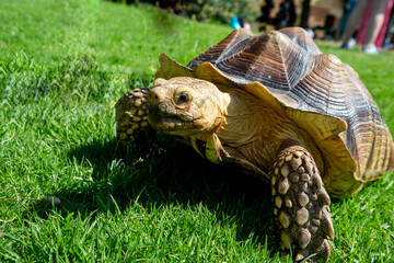 big turtle crawling on green grass on a sunny day