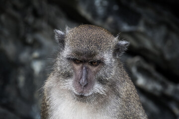 Monkey island thailand