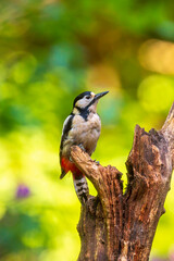 Closeup of a great spotted woodpecker, Dendrocopos major, perched in a forest