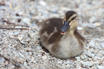 Stockente / Mallard / Anas platyrhynchos...
