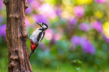 Closeup of a great spotted woodpecker, Dendrocopos major, perched in a forest