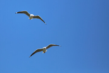 Obraz premium Rotschnabelmöwe / Red-billed gull / Larus scopulinus.