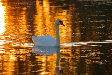 Swan