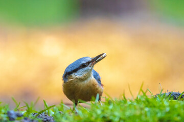 Eurasian or wood nuthatch bird, Sitta europaea, perched on a branch, foraging in a forest