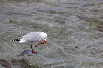 Rotschnabelmöwe / Red-billed gull / Larus scopulinus